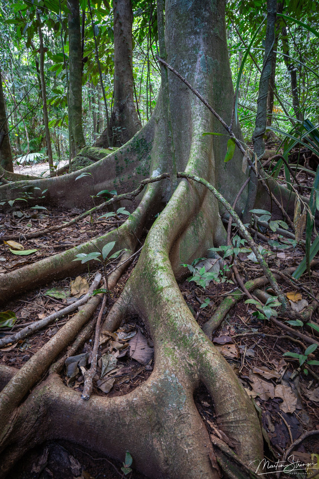 Rainforest Roots