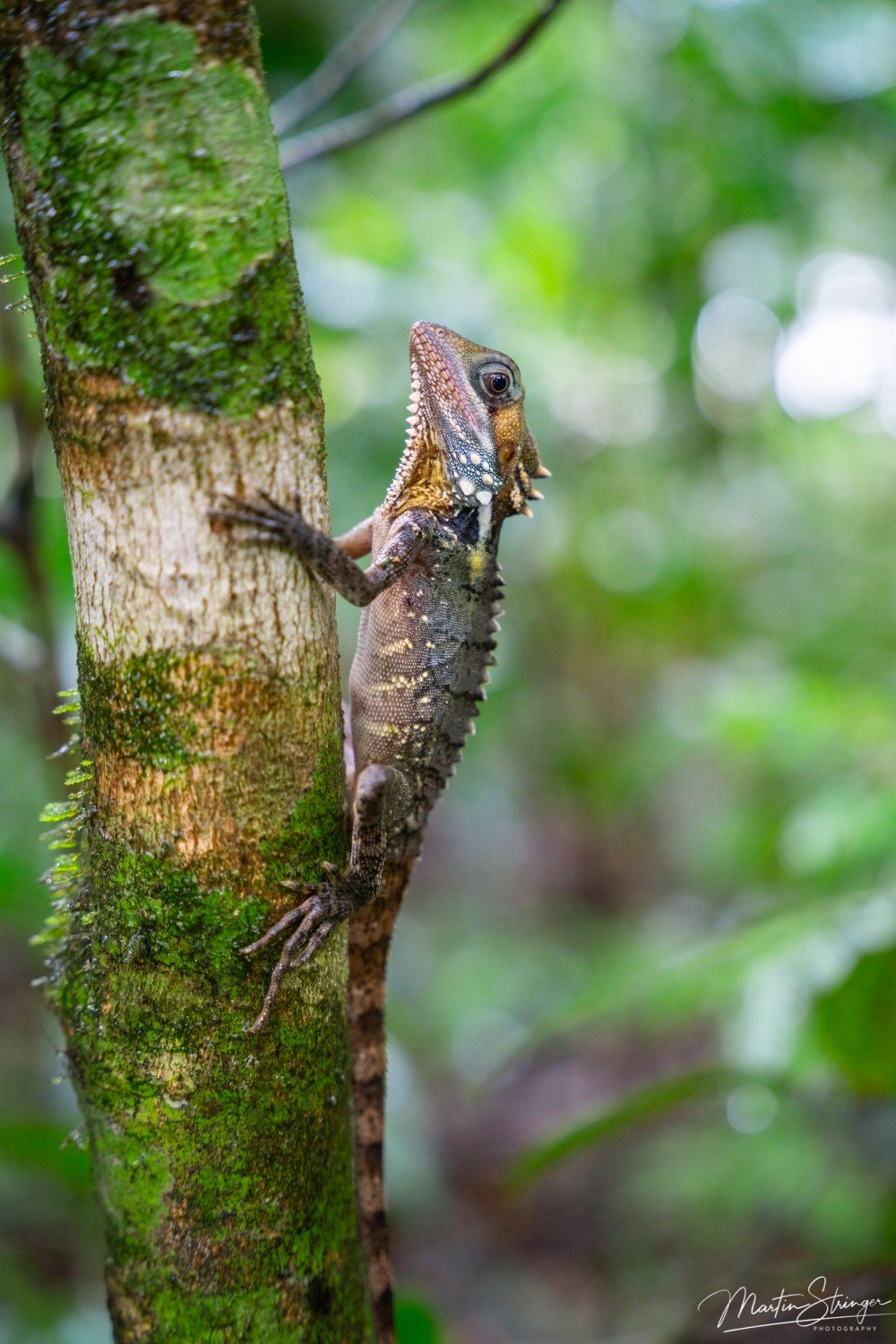Boyd's Forest Dragon