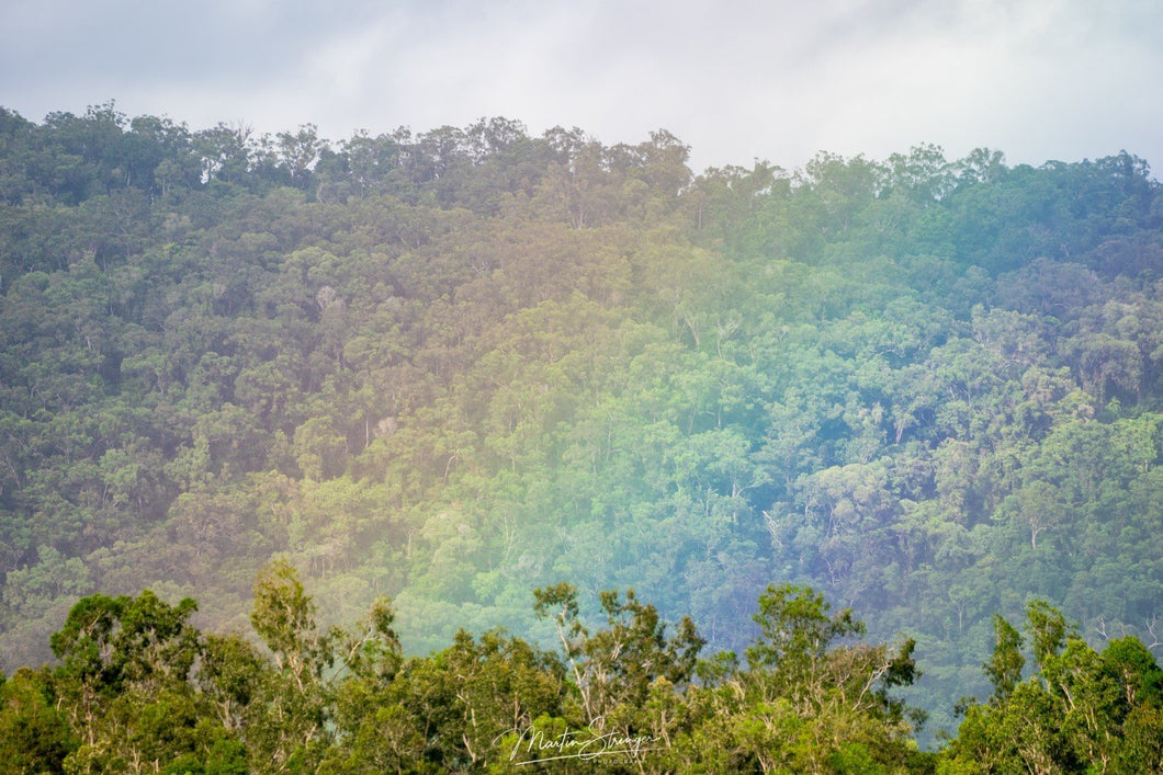 Rainforest Rainbow