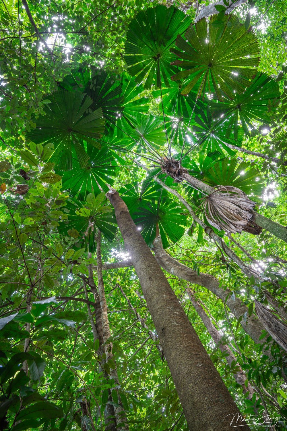 Fan Palms
