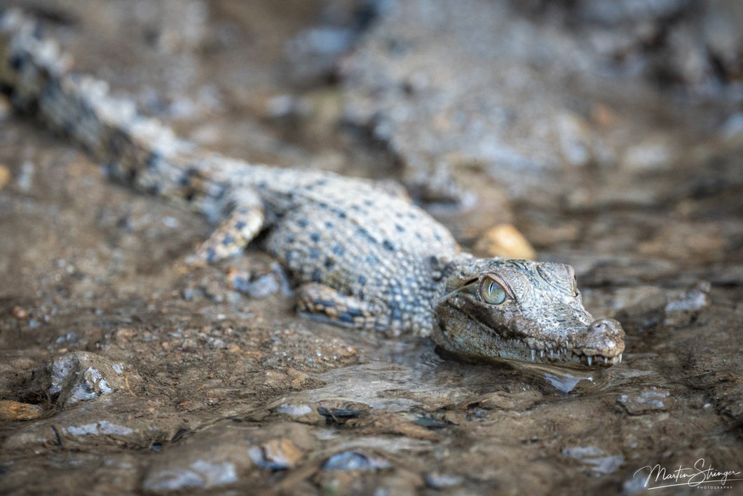 Baby Crocodile