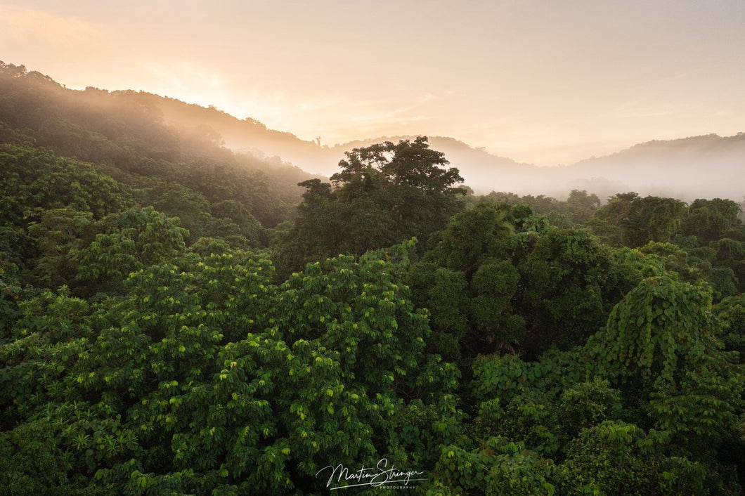 Sunrise Above the Rainforest Canopy