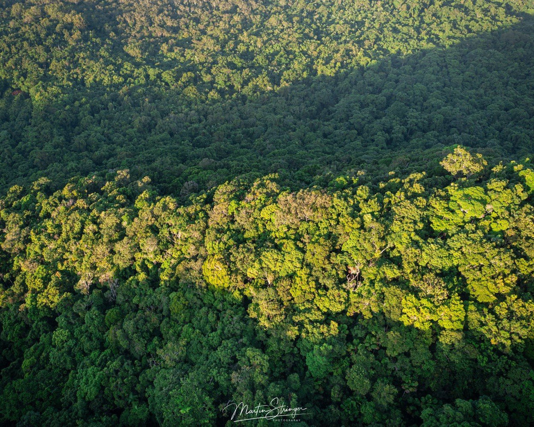 Rainforest Birds Eye View