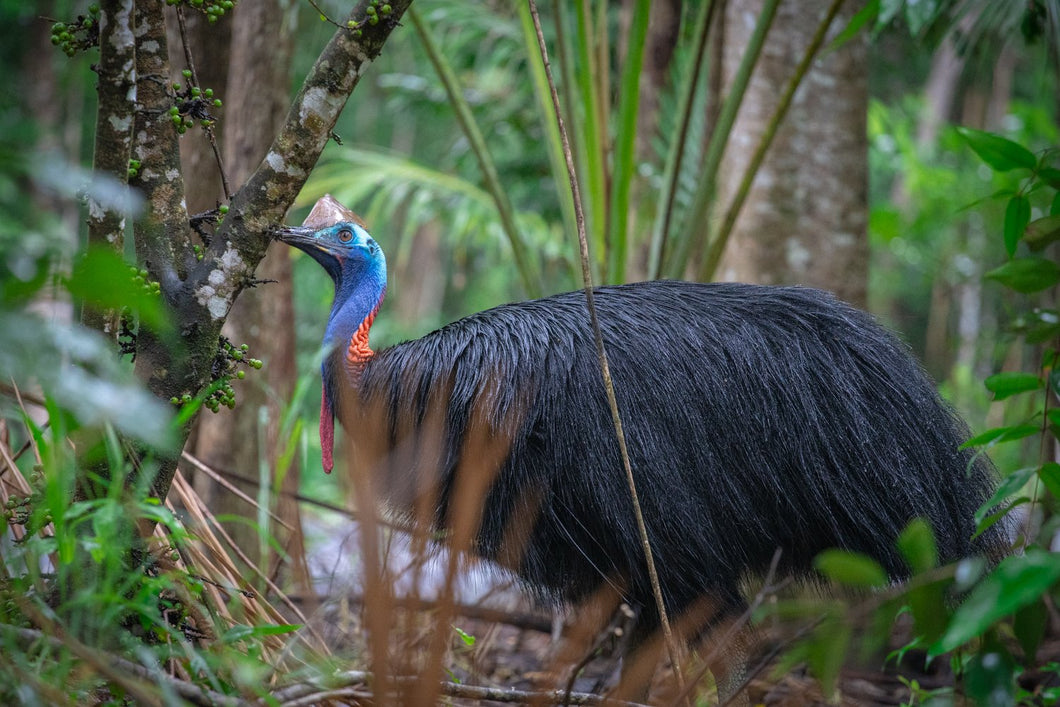 Cassowary