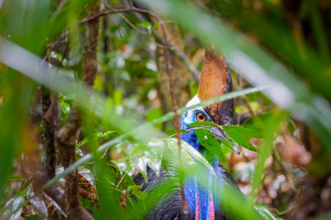 Cassowary in the forest