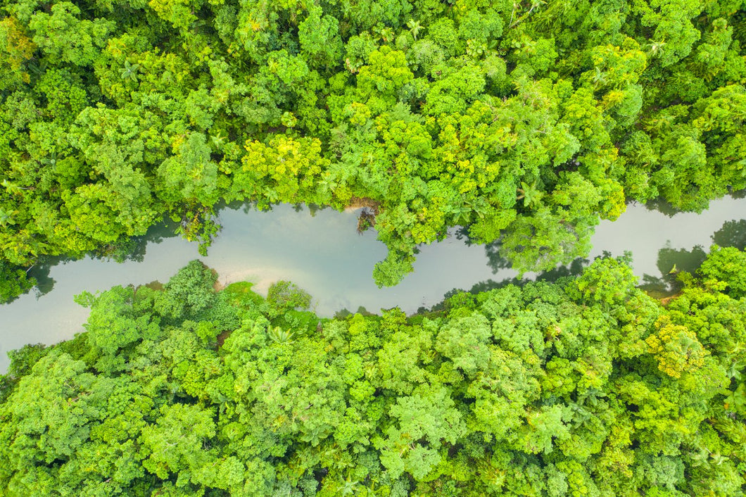 Daintree