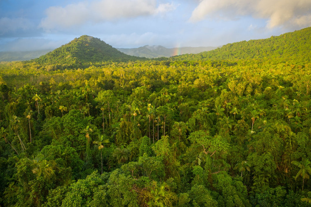 Daintree Rainbow