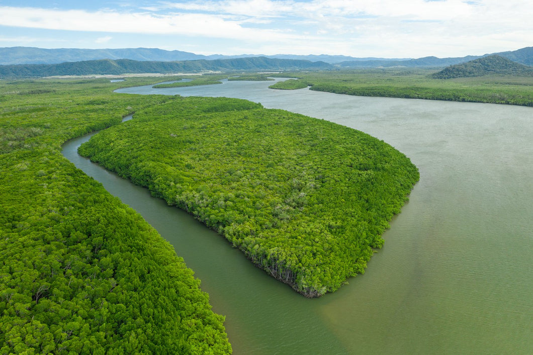 Daintree River