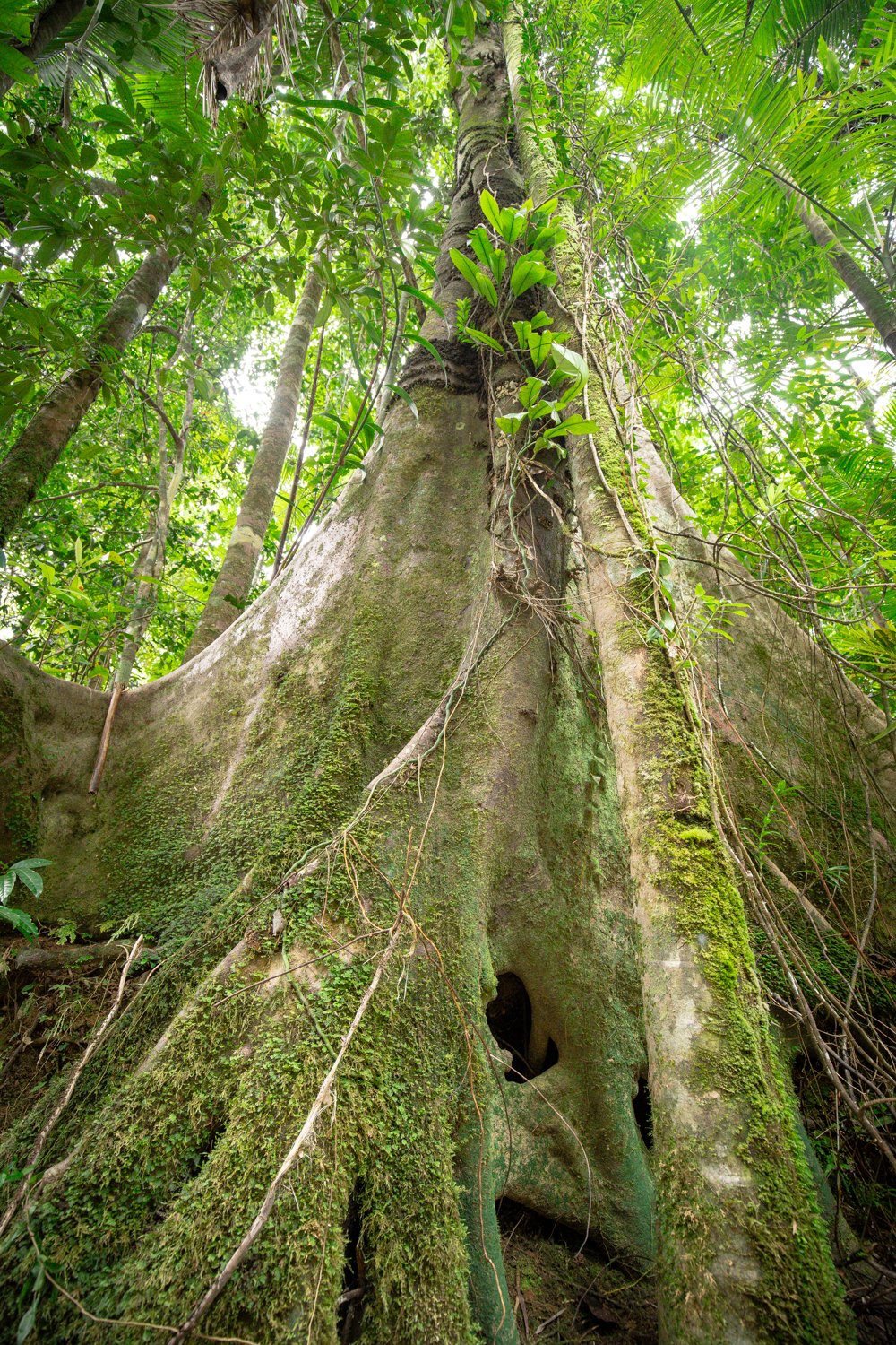Picg Tree Fig Tree - High Quality Custom Prints – Martin Stringer Photography