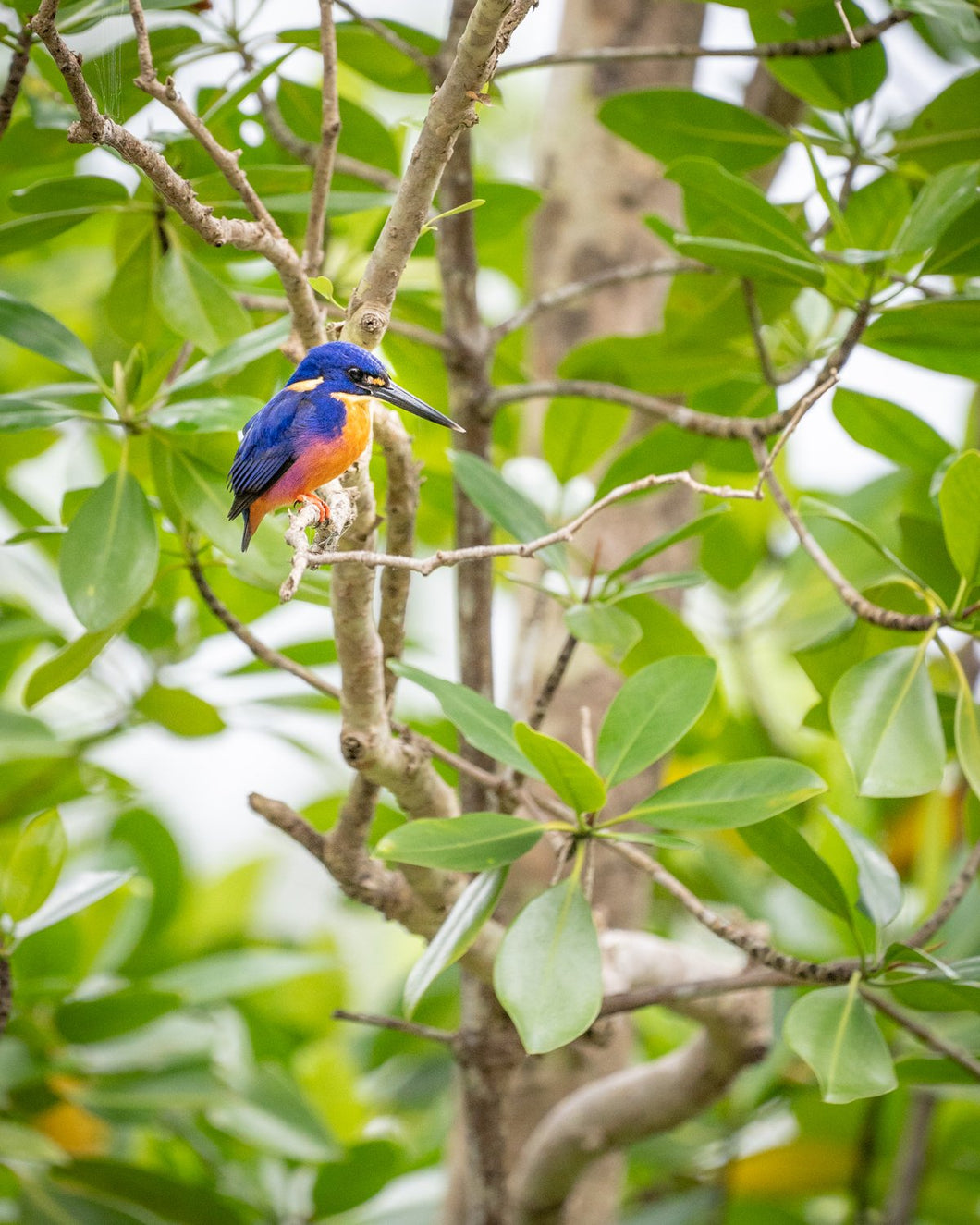 Kingfisher