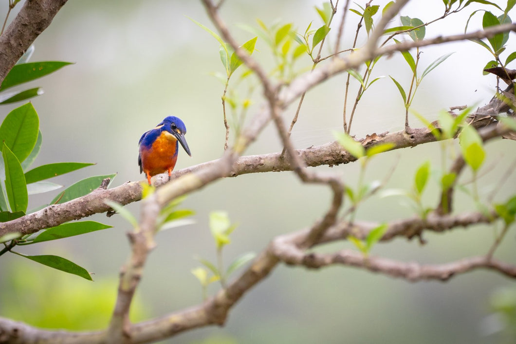 Kingfisher