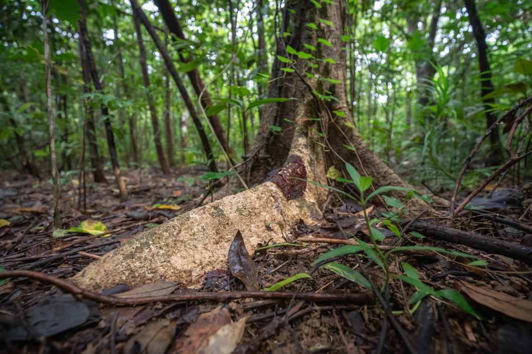 Lot 46 - Daintree