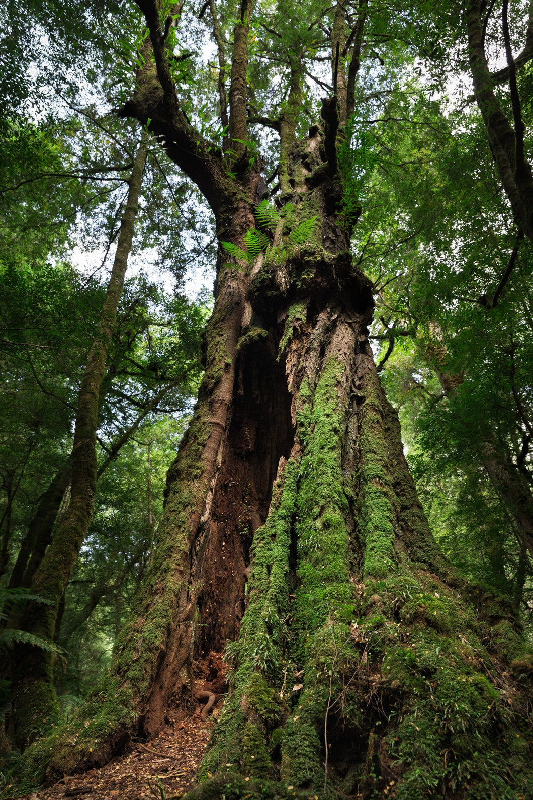 Myrtle Beech