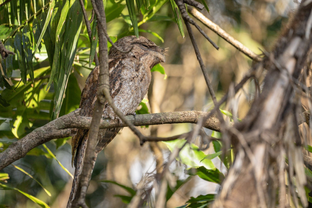 Papuan Frogmouth