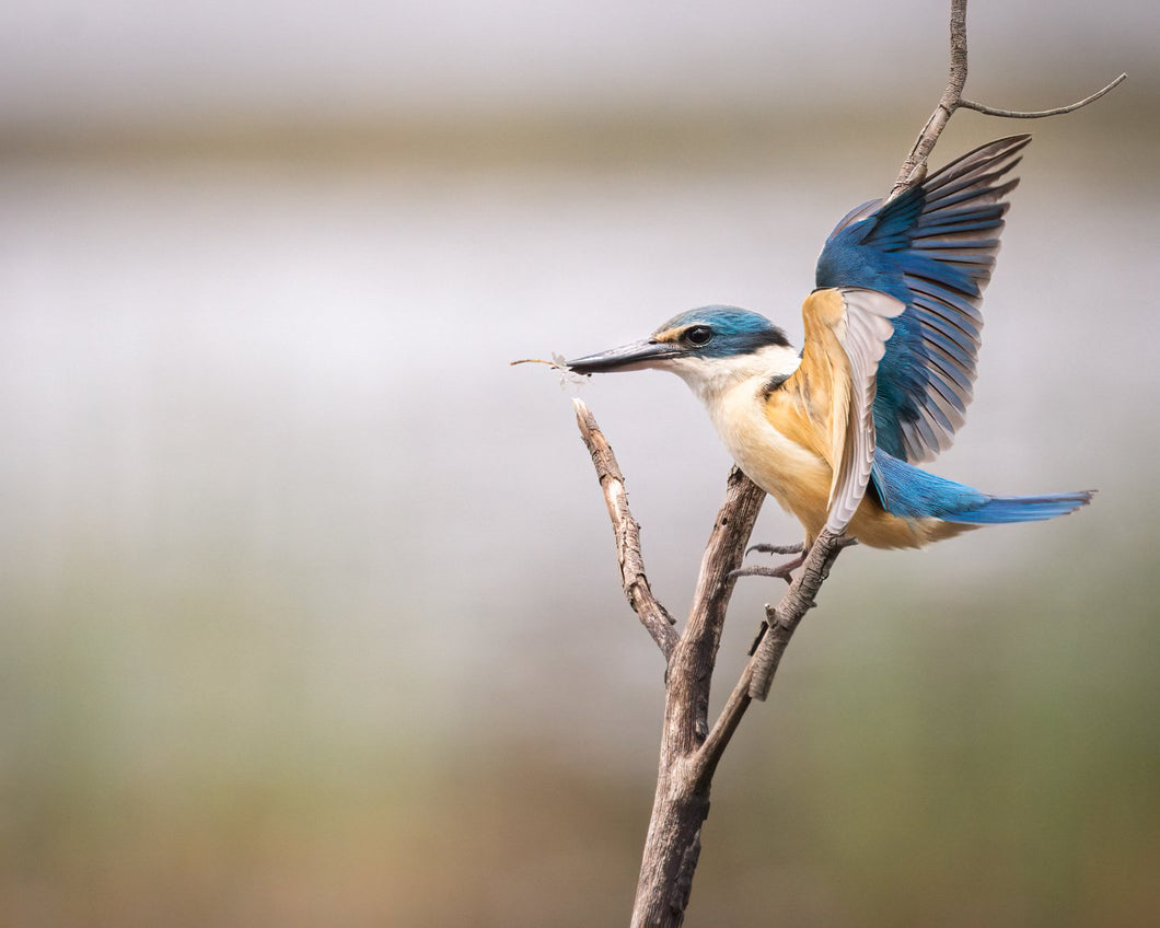 Sacred Kingfisher