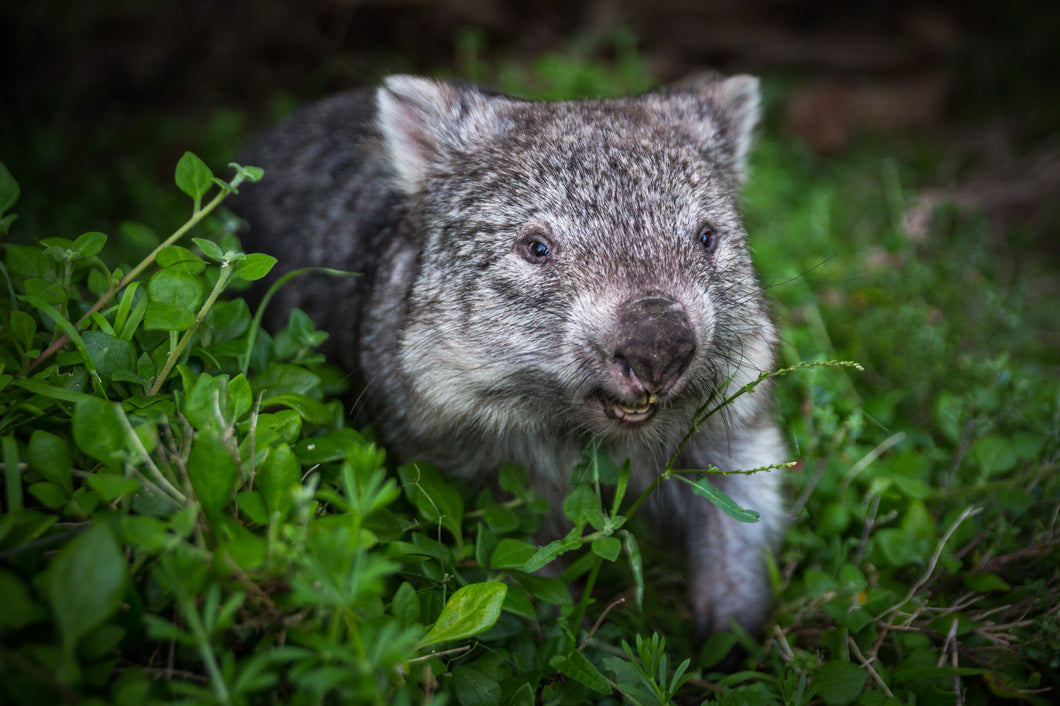 Wombat